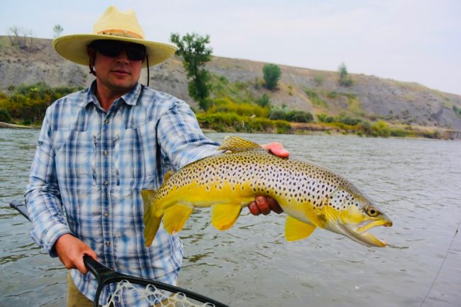 Bighorn River Brown Trout