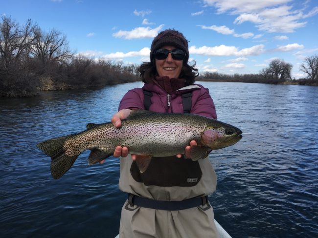 Nice fat Bighorn River rainbow