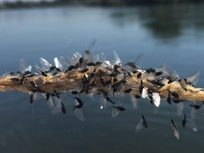 Mayfly Hatch on the Bighorn River