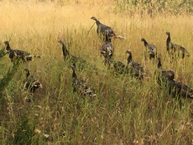 Wildlife viewing opportunities abound on either scenic or fishing floats