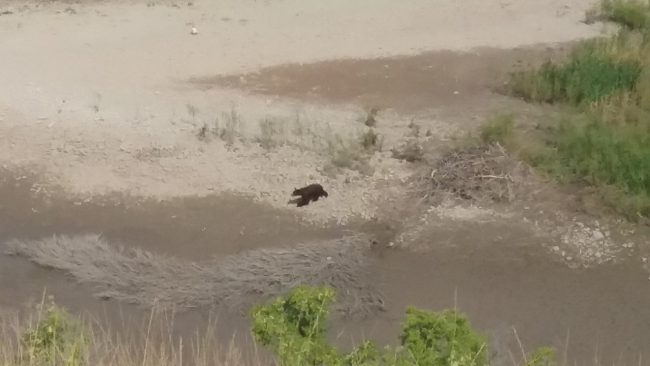 Wildlife viewing opportunities abound on either scenic or fishing floats